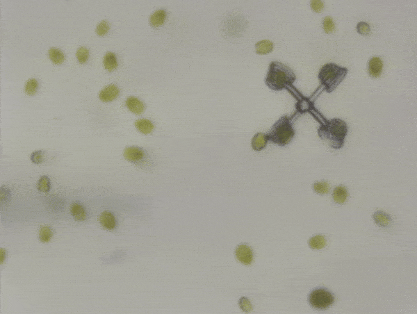 GIF of microscopic green algae "driving" a rotating micromachine with four baskets around the outside GIF of microscopic green algae "driving" a rotating micromachine with four baskets around the outside