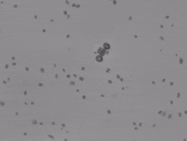 black and white microscope gif of spherical algae cells "driving" a micromachine that consists of a box attached to two baskets forming a rough triangle shape black and white microscope gif of spherical algae cells "driving" a micromachine that consists of a box attached to two baskets forming a rough triangle shape