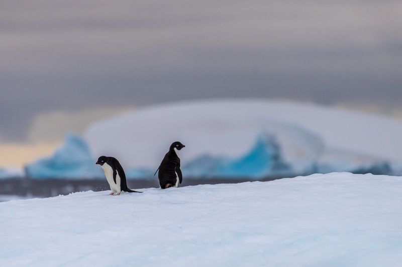 two Adélie penguins on an icy ledge in Antarctica, near the Fish Islands