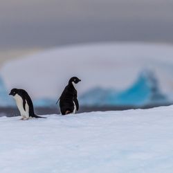 two Adélie penguins on an icy ledge in Antarctica, near the Fish Islands