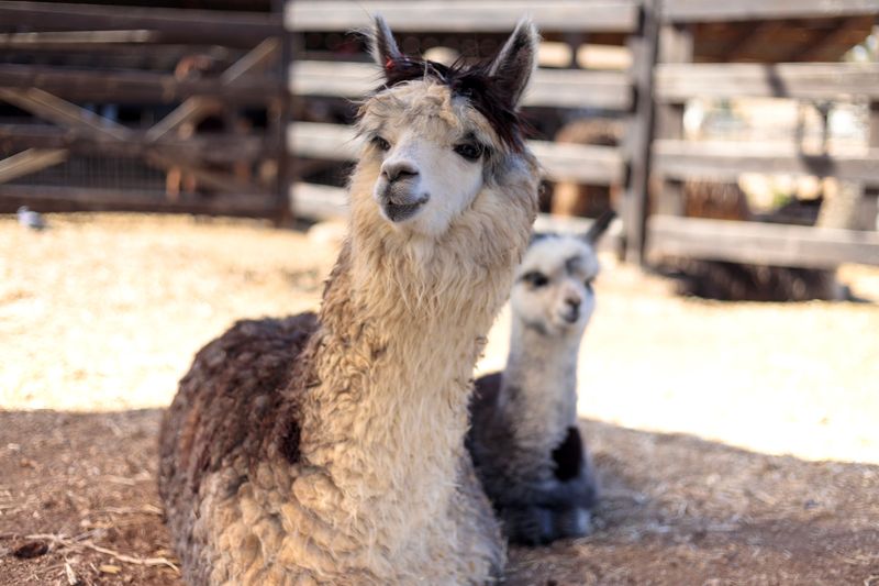 adult and juvenile alpacas with pale cream and grey fur sitting on the floor on a farm