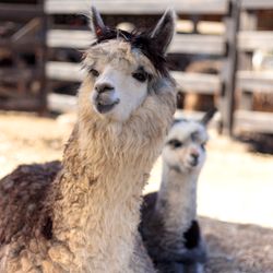 adult and juvenile alpacas with pale cream and grey fur sitting on the floor on a farm