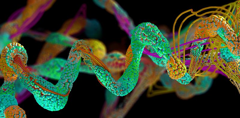 Amino Acids travelling through the gut. 