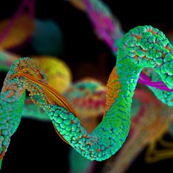 Amino Acids travelling through the gut. 