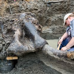 Veronica Mraz, a research archeologist at the University of Iowa Office of the State Archaeologist, working on the big ol' mastodon skeleton.