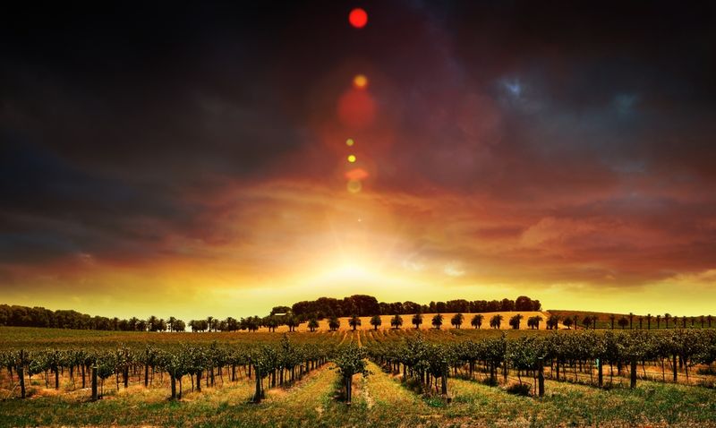 Australian vineyard