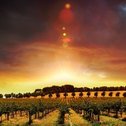 Australian vineyard