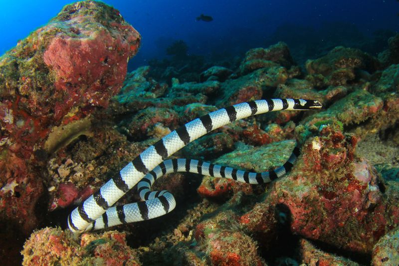 An adult banded sea krait swimming in a coral reef.