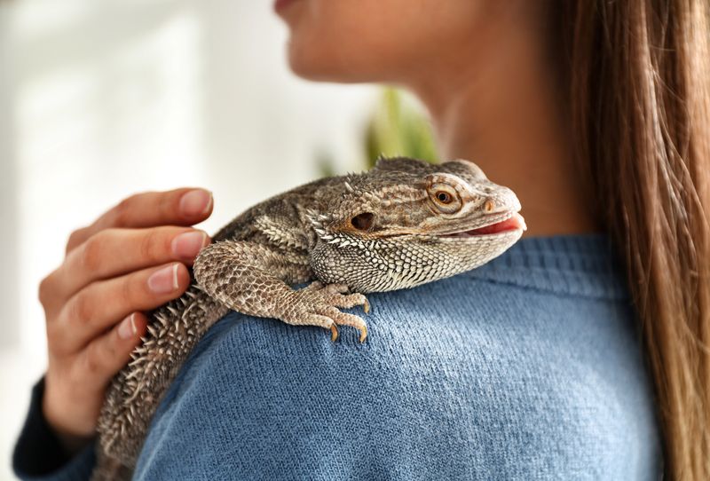 Young woman with bearded dragon on her shoulder, closeup.