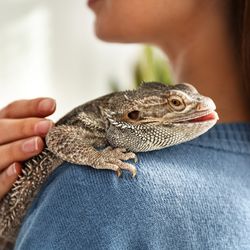 Young woman with bearded dragon on her shoulder, closeup.