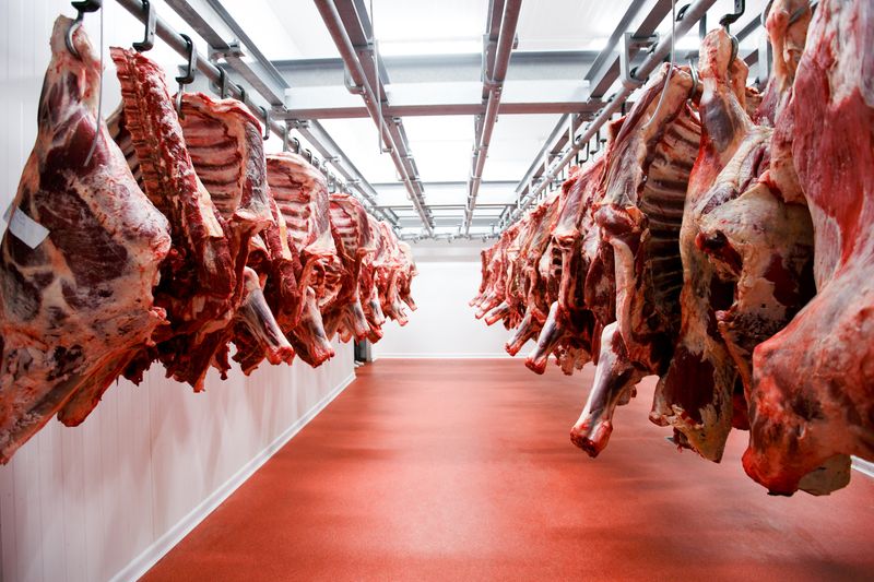 A lot of half cow chunks fresh hung and arranged in a row in a large fridge in the fridge meat industry.