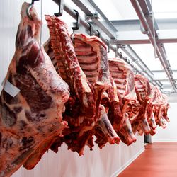 A lot of half cow chunks fresh hung and arranged in a row in a large fridge in the fridge meat industry.