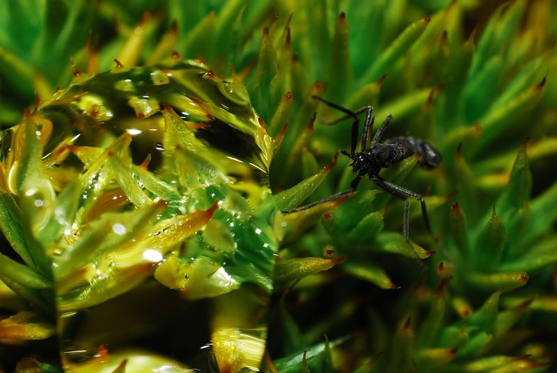 Close up of a small black wingless midge called Belgica antarctica on a green moss 