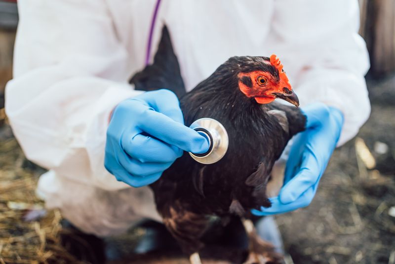 chicken being held by vet; vet is wearing protective white suit and blue gloves and is holding a stethoscope to the chicken; chicken has black feathers and a red face and comb