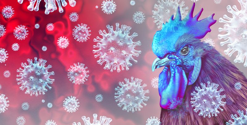 Chicken surrounded by bird flu viruses
