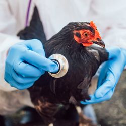 chicken being held by vet; vet is wearing protective white suit and blue gloves and is holding a stethoscope to the chicken; chicken has black feathers and a red face and comb