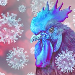 Chicken surrounded by bird flu viruses