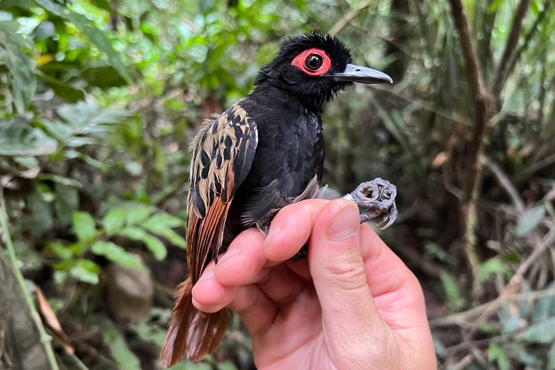 black bird with red surrounding its eye is perched on a human hand