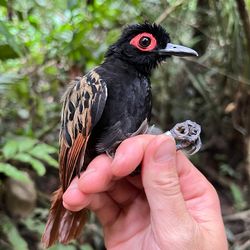 black bird with red surrounding its eye is perched on a human hand