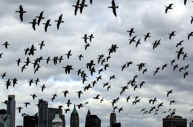 large flock of birds over New York skyline