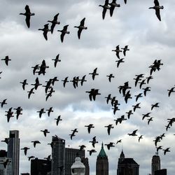 large flock of birds over New York skyline