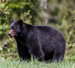 black bear against a blurred background of trees