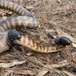 A Black-headed python is pictured consuming another black-headed python.