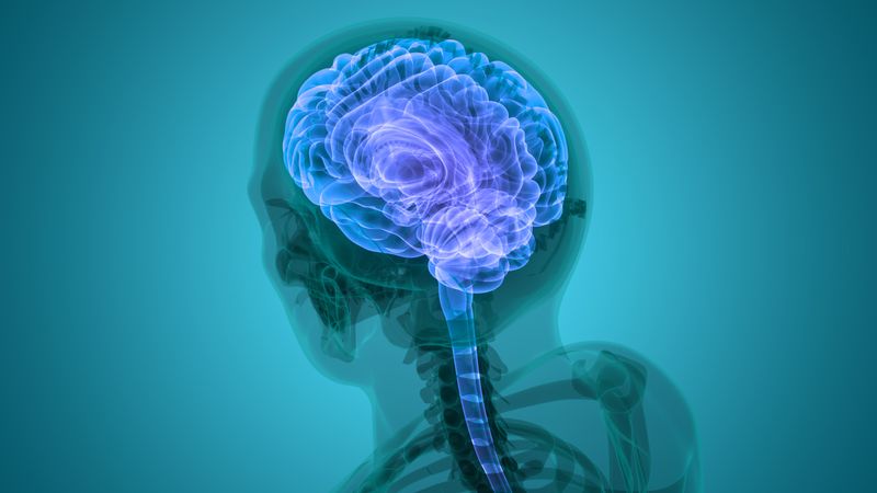brain