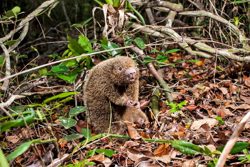 bristle-spined rat stood up in a pile of leaves on the forest floor