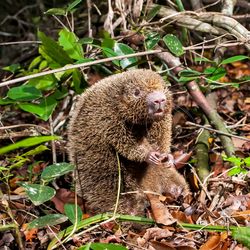 bristle-spined rat stood up in a pile of leaves on the forest floor
