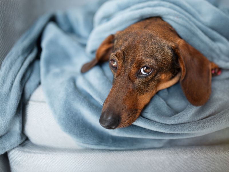Brown dachshund wrapped in a blanket