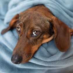 Brown dachshund wrapped in a blanket
