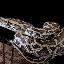 burmese python