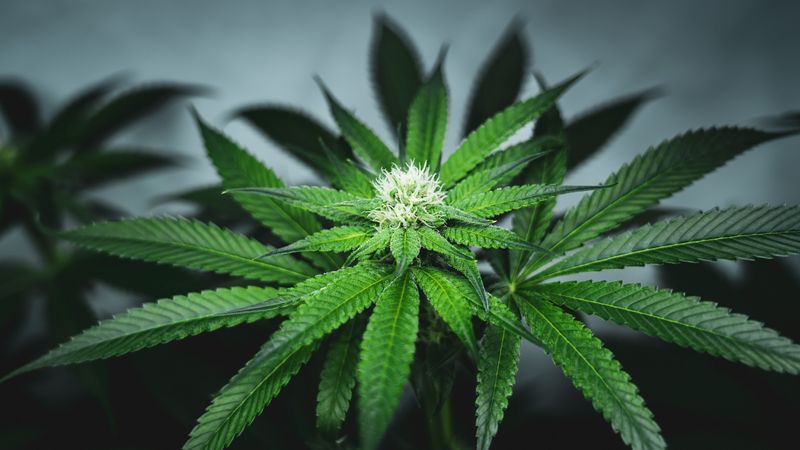 cannabis plant on a dark gray background