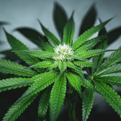 cannabis plant on a dark gray background