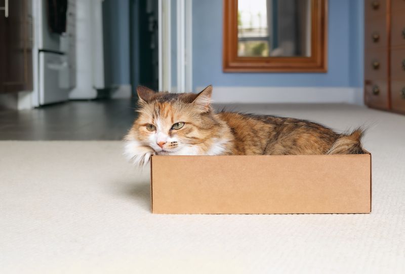 large fluffy cat with ginger, brown and white long hair, sitting in a cardboard box - because if it fits, it sits - on the floor in a living room; there is a cream carpet on the floor and a pale blue wall in the background with a mirror on it
