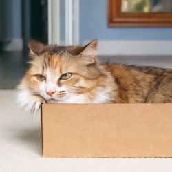 large fluffy cat with ginger, brown and white long hair, sitting in a cardboard box - because if it fits, it sits - on the floor in a living room; there is a cream carpet on the floor and a pale blue wall in the background with a mirror on it