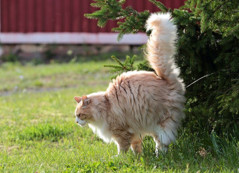 large, fluffy, ginger and white cat standing on grass and spraying urine into a tree