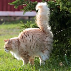 large, fluffy, ginger and white cat standing on grass and spraying urine into a tree