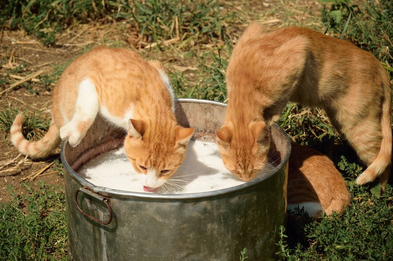 two ginger and white cats with their front paws on a milk trough, leaning in to lap up some milk