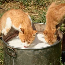 two ginger and white cats with their front paws on a milk trough, leaning in to lap up some milk