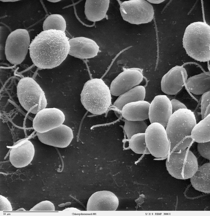 Scanning electron microscope image, showing an example of green algae (Chlorophyta), Chlamydomanas reinhardtii  