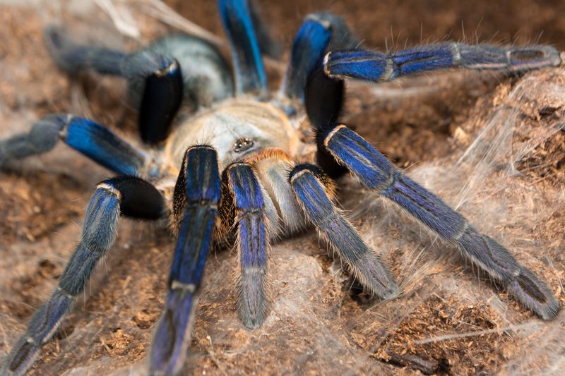 Big tarantula with bright blue legs and a pale yellow/brown body.