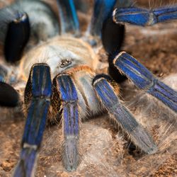 Big tarantula with bright blue legs and a pale yellow/brown body.