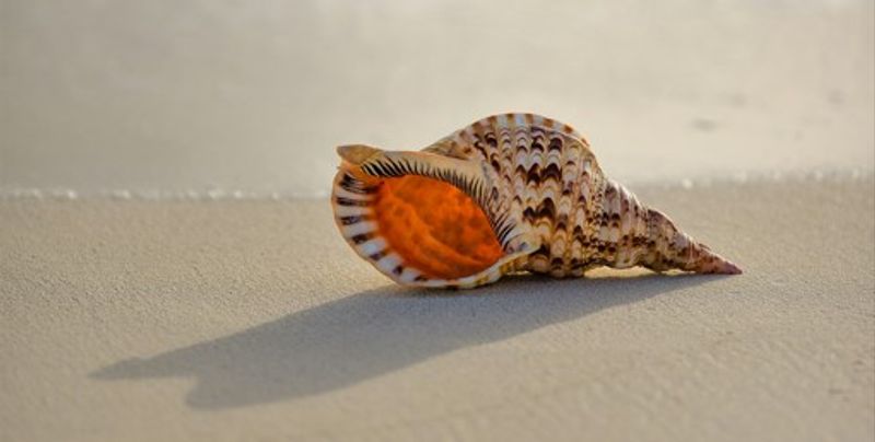 Conch shell