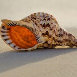Conch shell