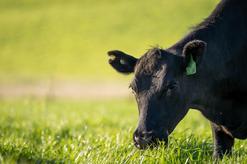 black cow with green ear tag grazing on grass outside