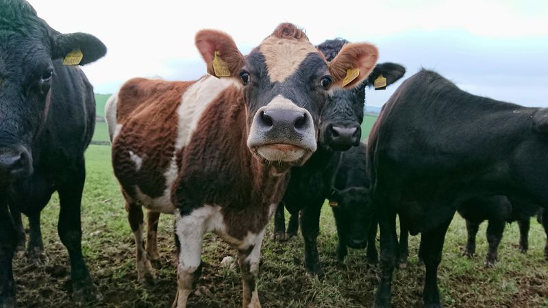 A group of cows livestock on a farm.