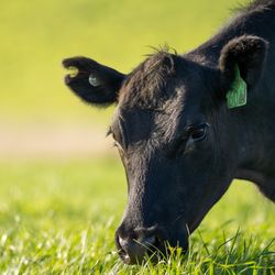 black cow with green ear tag grazing on grass outside