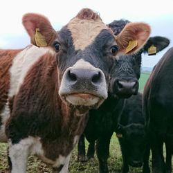 A group of cows livestock on a farm.